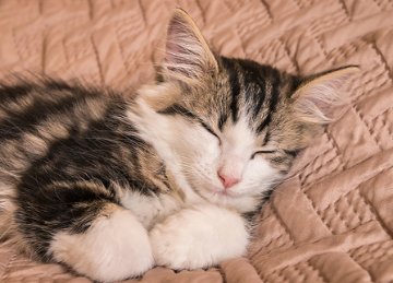 Changes to pet ownership